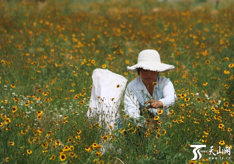 雪菊种植基地里,农户采摘忙.